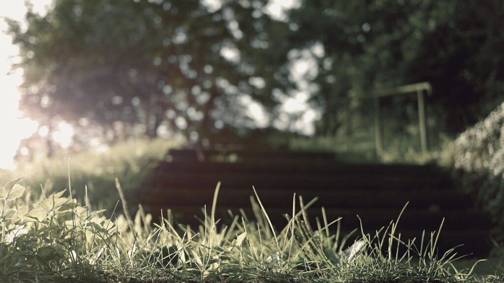 Grass